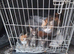 Three Gorgeous Bengal Tabby mixed kittens & 2 Ginger & white kittens