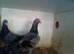 for sale pair of race pigeons