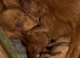 Hungarian Viszla puppies for sale