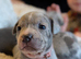 Merle Staffordshire bull terrier puppies