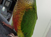 Beautiful male conure