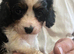 Cavalier King Charles spaniel x Cavapoo puppies
