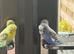 2 budgies and cage