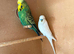 Breeding pair Budgies