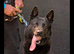 BLACK German Shepherd STUD