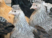 Crested Cream Leg Bar