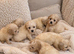 Cavapoochon puppies