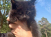 Beautiful TICA Active Registered Kittens