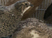 Japanese quails