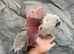 Hand-Rearing Baby Umbrella Cockatoo Super Cuddly Tame Parrot