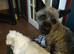 KC REGISTERED CAIRN TERRIER- BOY
