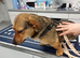 BELLA – The Little Street Dog Who Chose To Trust
