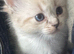 Gorgeous pure ragdoll kittens ..