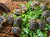 Leopard Tortoises- Stunning Hatchlings