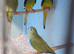 Baby Elegants