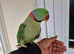 Super Tamed Alexanderian Parrot for