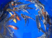 Koi carp 3-4 inch