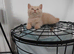 Rare Stunning Cream BSH for Sale