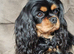 Cavalier King Charles Spaniel Puppies