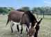 2 x Miniature Donkey Geldings