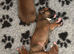 Champion breed boxer puppies