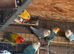Beautiful baby lovebirds and adult lovebirds