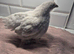 Pekin batam pullets and 1 game batam pullets