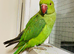 Stunning young Indian Ringnack parrot