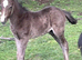 New Forest foals