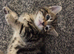 3 beautiful kittens