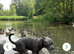 Blue Staffordshire bull terrier 11 mouths old