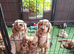 Stunning red F1 Cockapoo puppies