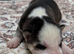 Epic Purebred Siberian Huskies - Ready Dec 16th
