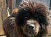 Black chow for sale