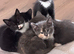 4 cross breed kittens