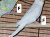Budgies for rehome