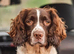 Outstanding litter of KC reg ESS