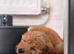 Loving home wanted for our beautiful Havanese puppy