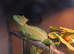 Male and female green basilisk