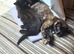 3 kittens available, 13 weeks old