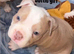 Pocket American Bully Puppies