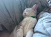 Silver tabby male