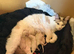 Beautiful pure ragdolls