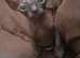 Sphinx Canadian