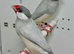 Proven pair of silver java sparrow for sale