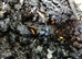 Rough Woodlice (Porcellio Scaber) + Snow White (Porcellio Laevis) + Springtails + Live Moss + More