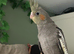 Hand reared super tame baby cockatiel