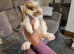 Mini lop bunnies available now