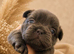 Beautiful Fluffy Frenchies