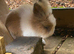 Dwarf Lionhead Boys each 1 only